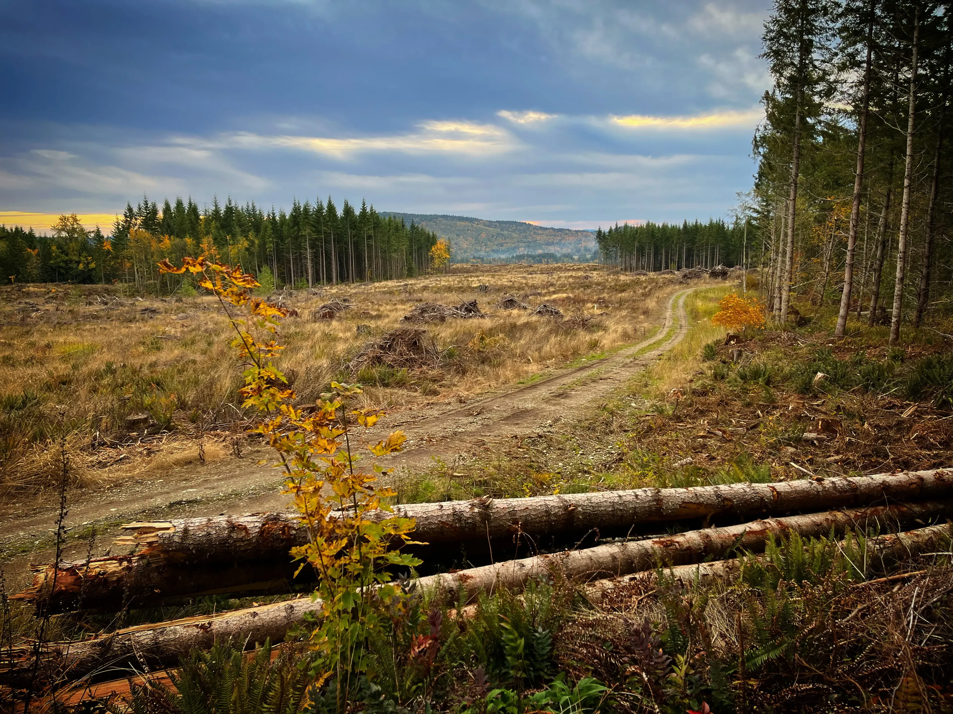 Pacific Northwest forest landscape with a winding trail